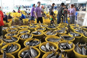 Longtail tuna for sale, Songkhla Fish Market, Thailand (2013). Photo: Duncan Leadbitter.